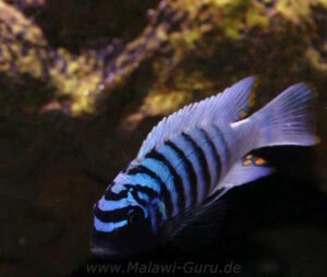 Metriaclima zebra 'Thumbi West'